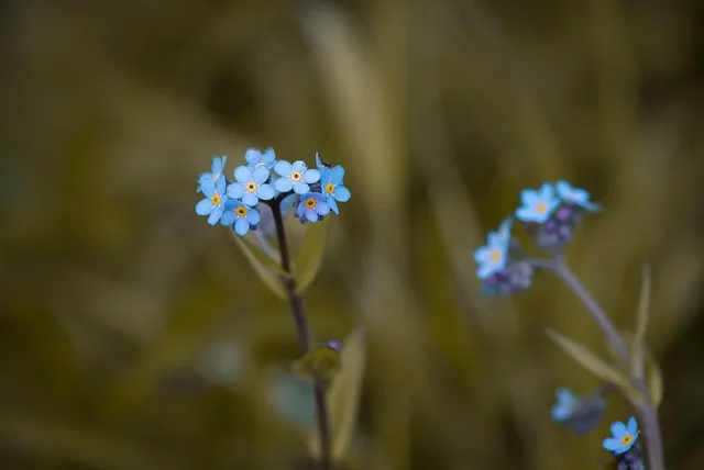 Les Myosotis